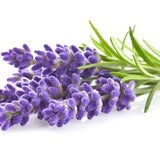 Lavender Flowers for Dog's Itchy Skin