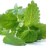 Lemon Balm For Hyperthyroid Cat