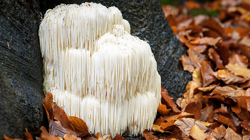 Lion's Mane for Dogs and Cats