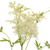 Meadowsweet for Dog Joint Pain Relief