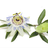 Passionflower for Dog or Cat with Anxiety