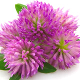 Red Clover Flowers for Dog with Liver Failure