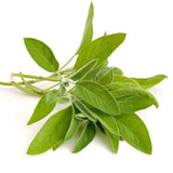 Rosemary Leaf for Diarrhea in Dogs and Cats