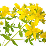 St. John's Wort for Dog with Viral Infection