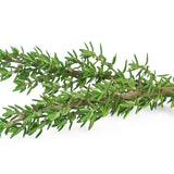 Thyme for Dog Tick Control