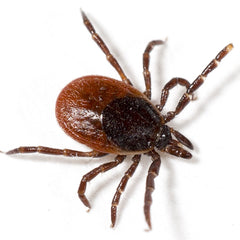 Tick That Causes Anaplasmosis in Dogs