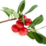 Uva Ursi Bearberry for Dog Urinary Tract Infection