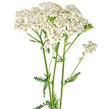 Yarrow Herb for Dog's Itchy Skin