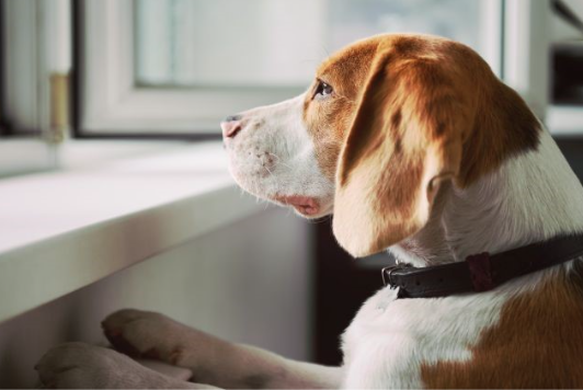 Beagle staring outside