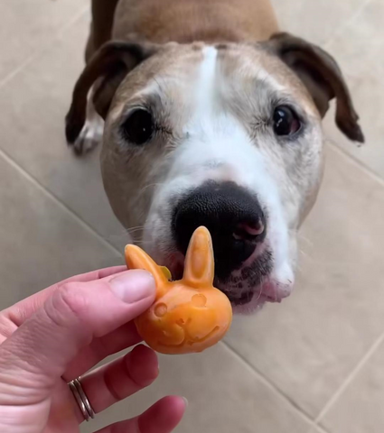 dog with a easter carrot treat