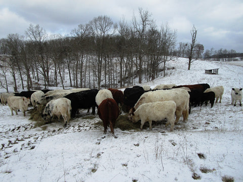 cattle hay snow