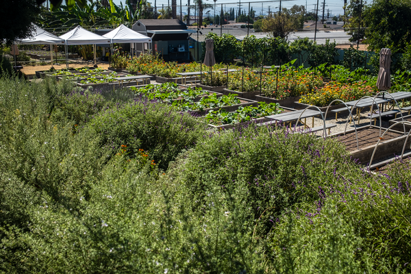 The view from above Alma Backyard Farm's Compton location.