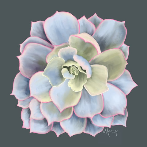 Soft Gray Succulent