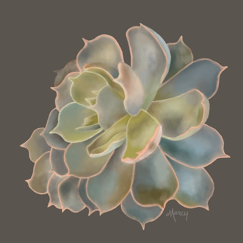 Gray and Green Succulent