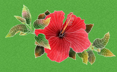 Coral hibiscus, tropical flower