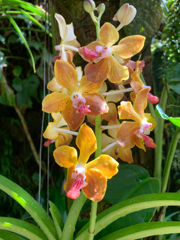orange orchid, yellow orchid