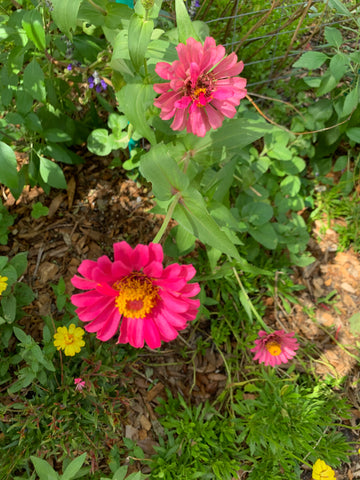 pink daisies, gerbera daisies