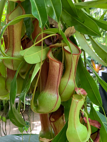 pitcher plants