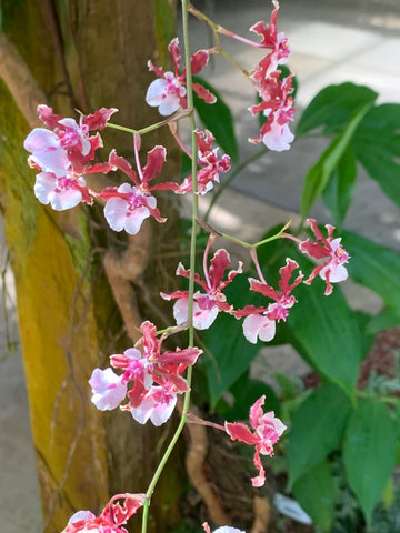 red and white orchids