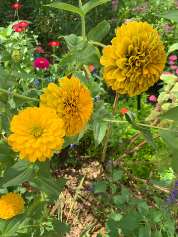 yellow zinnias, zinnias