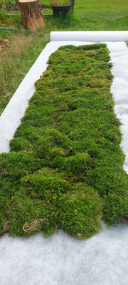 Carpet Moss