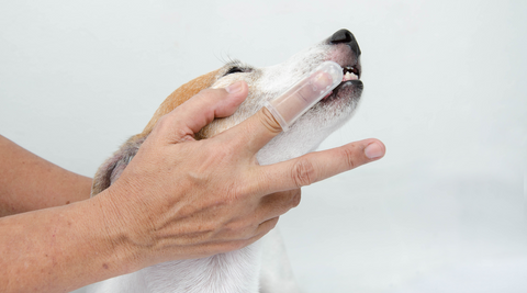 Managing Common Health Issues in Dogs