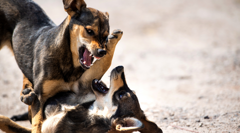 Rabies in dogs