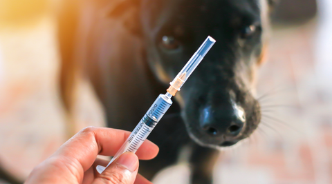 Rabies in dogs