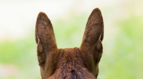 Dog’s Body Language