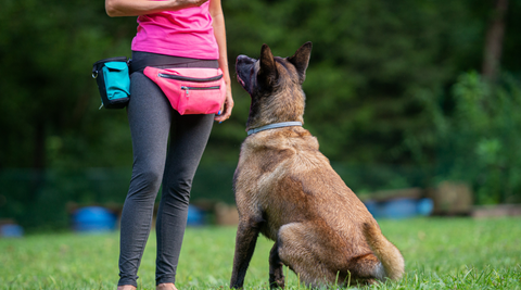 Training Tips for dogs