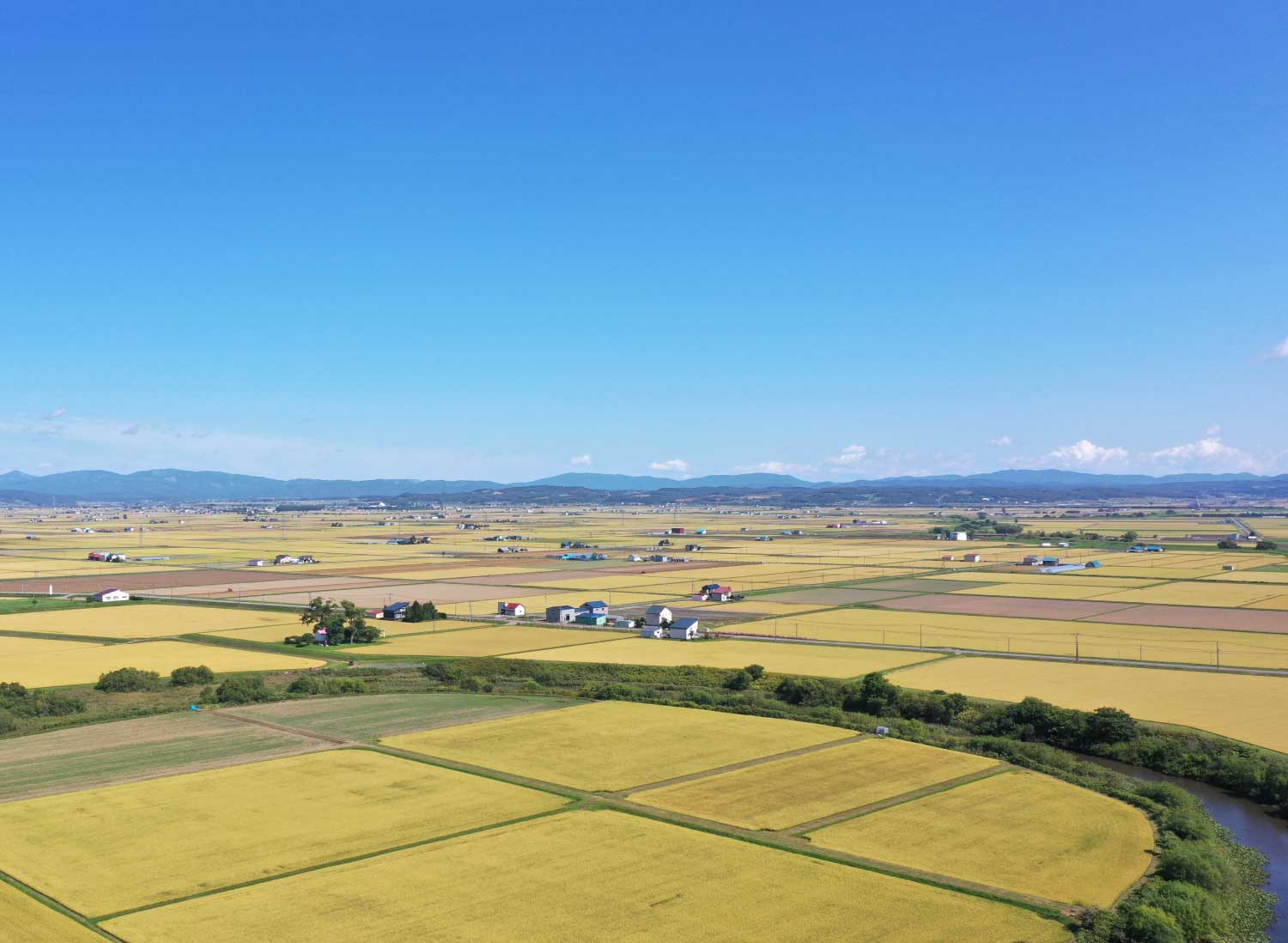 新米 おぼろづき 北海道妹背牛町産 令和5年産 玄米 30kg / 白米 27kg