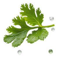 coriander