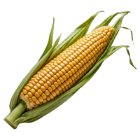 corn