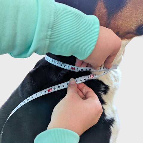 Messanleitung: direkt am Hund messen