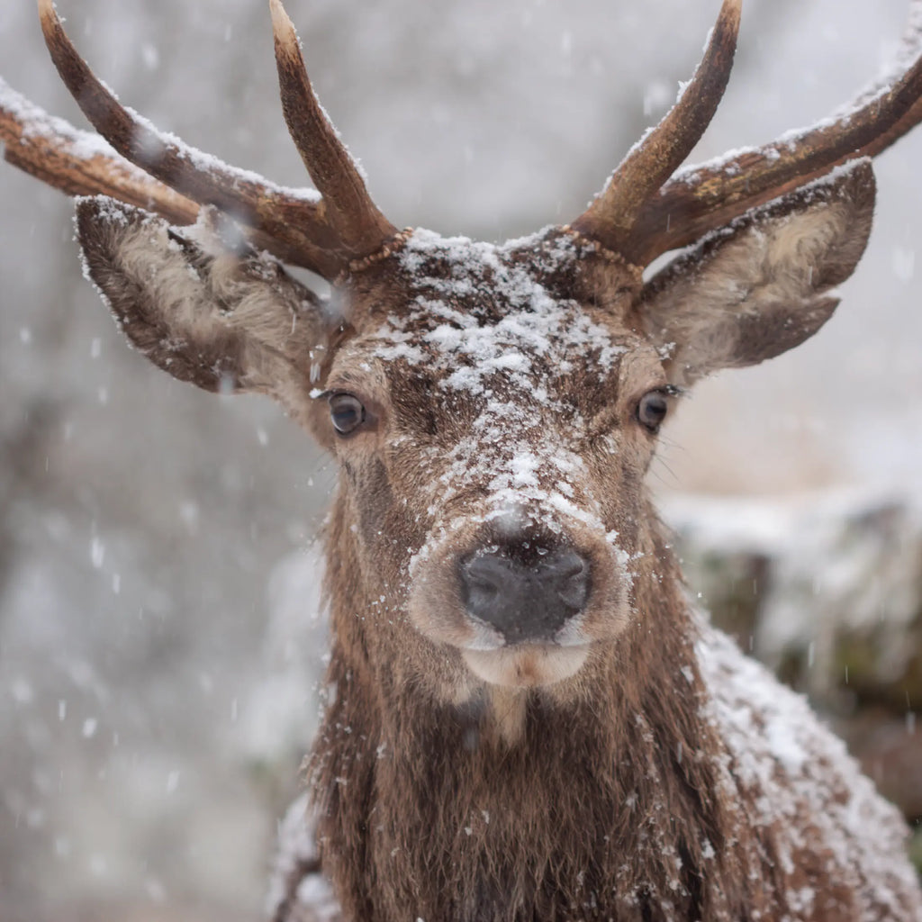 Applecross stag in the snow