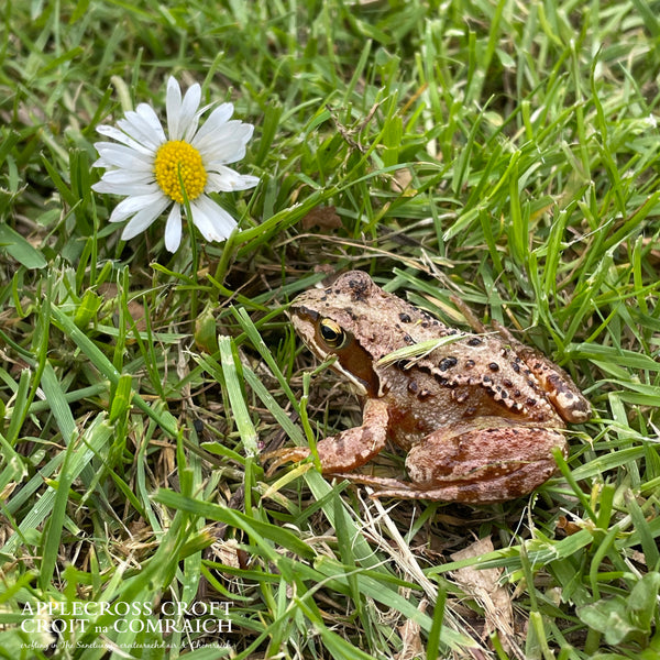 A tiny frog exploring on the croft