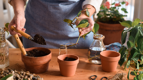 The Perfect Spot: Where to Place Your Pothos