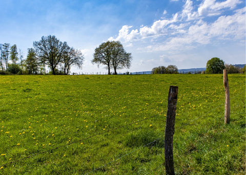 paddock grass