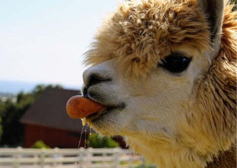 alpaca eating carrot