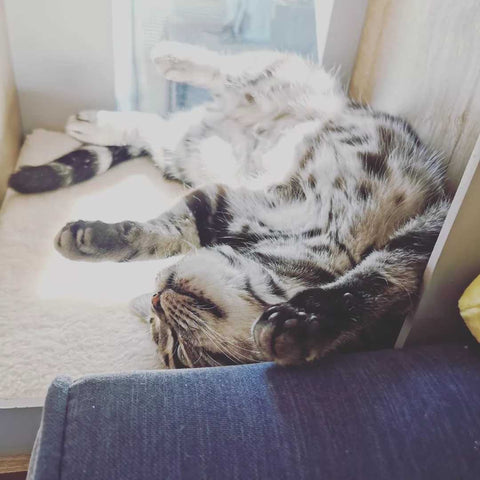 Cat stretch
