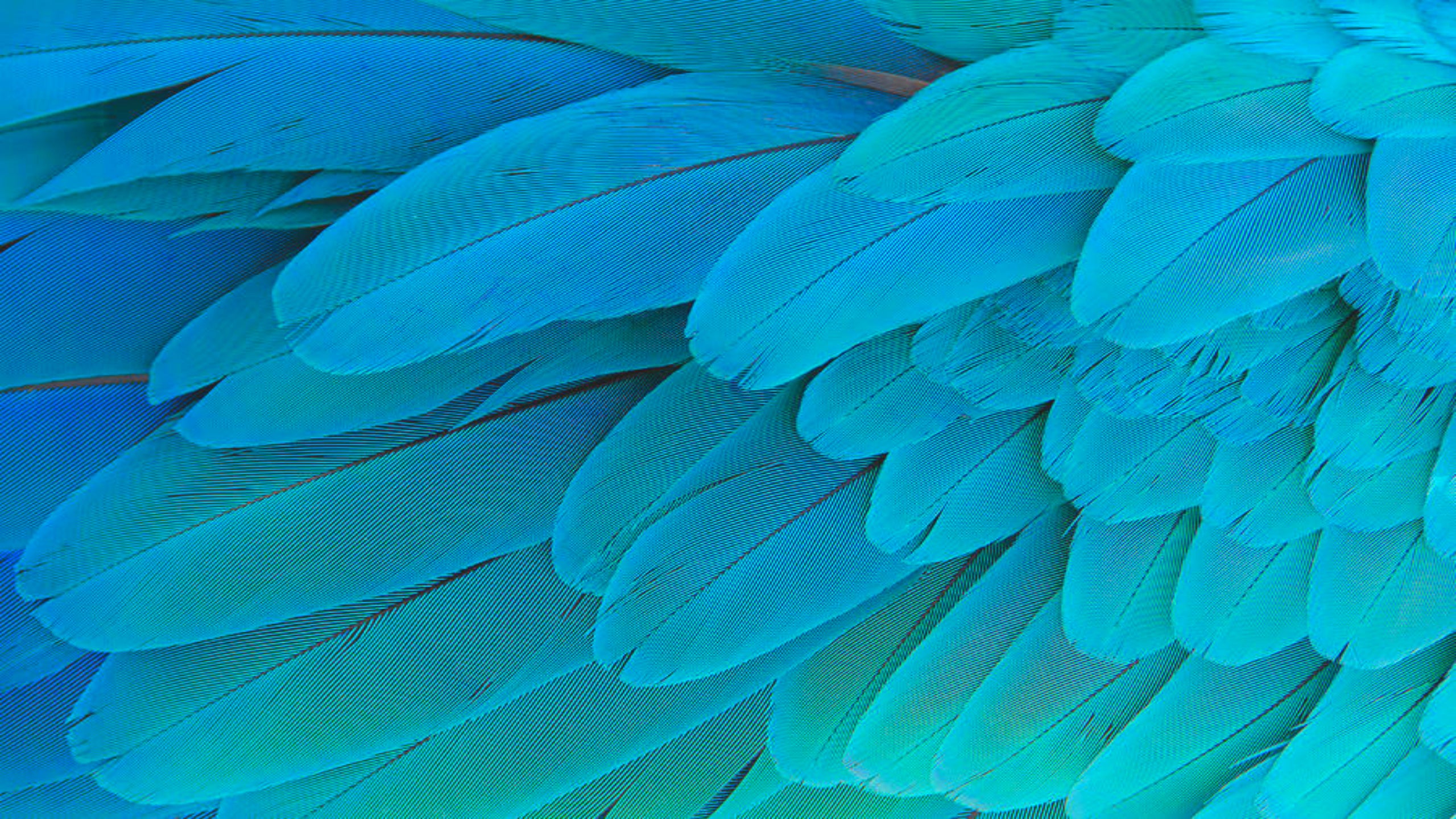 Голубые перья