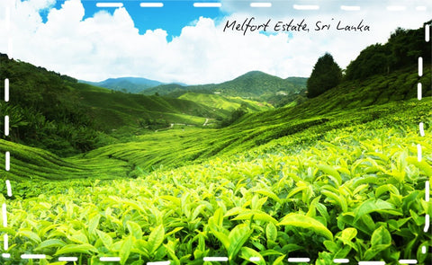 tea fields