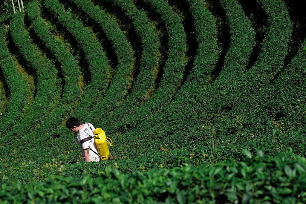 Tea farmer spraying plants with pesticides