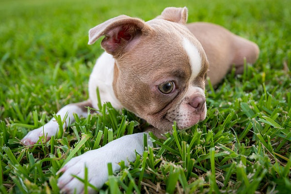 Fawn-colored Boston Terrier