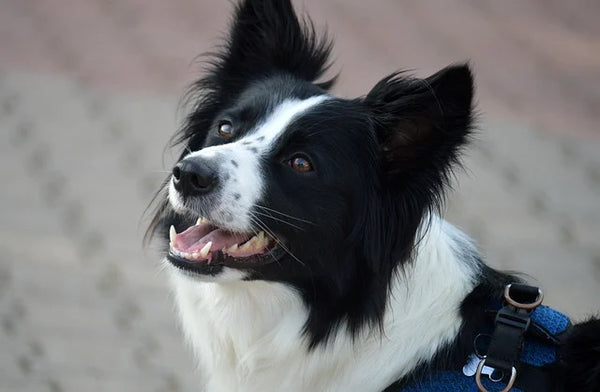 GPS collars for dogs