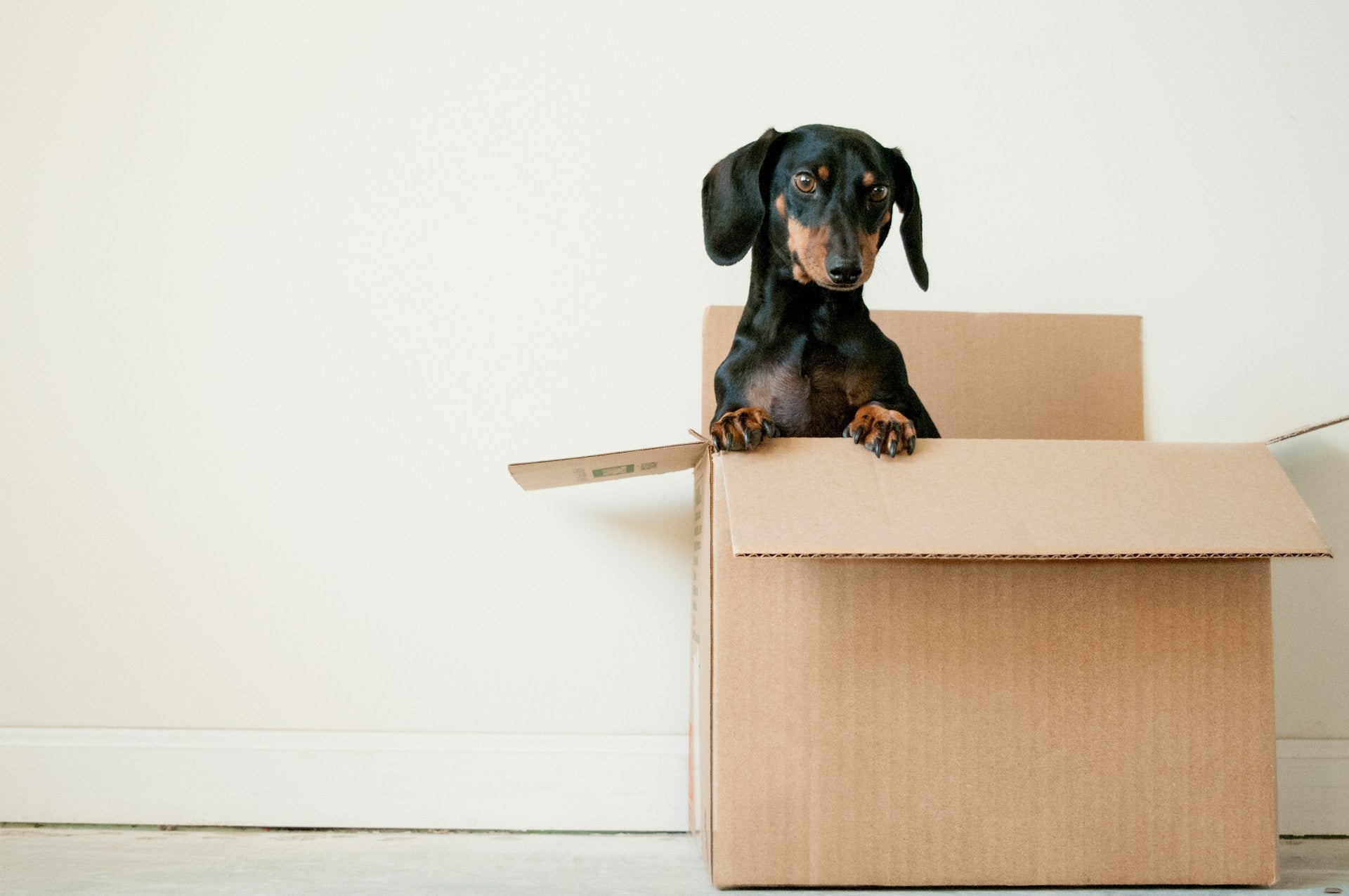 black and brown Dachshund standing in moving box