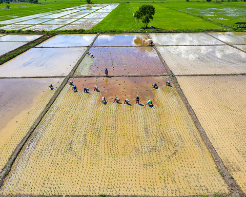 Hectáreas de tierra listas para la ganadería