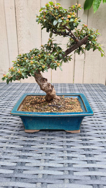 Cotoneaster Bonsai tree