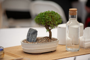 bonsai table centre.jpg__PID:3f2a6244-1b92-463e-a935-5451374bb6af