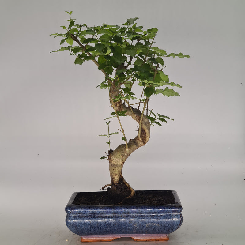 Chinese Privet (Ligustrum Sinense) Bonsai Tree | Shaped Style | Height 30-40cm | In 20cm Pot | Bonsai Tree | YB3545 | Yorkshire Bonsai
